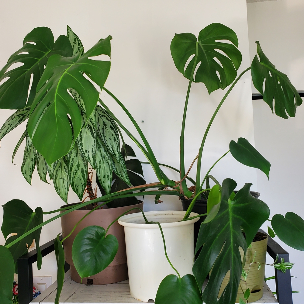 Lush Green Monstera Plant
